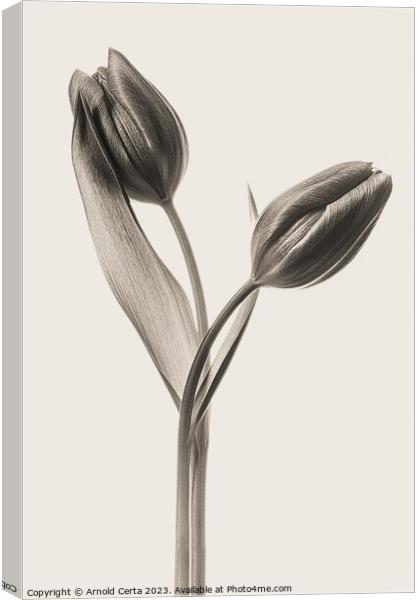 tulips in black Canvas Print by Arnold Certa
