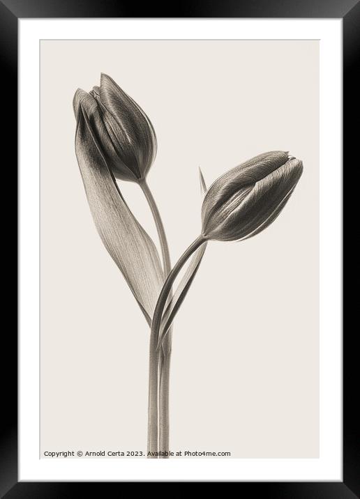 tulips in black Framed Mounted Print by Arnold Certa