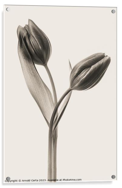 tulips in black Acrylic by Arnold Certa