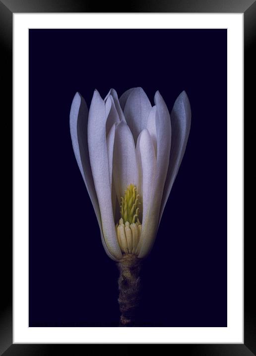 magnolia Framed Mounted Print by Arnold Certa