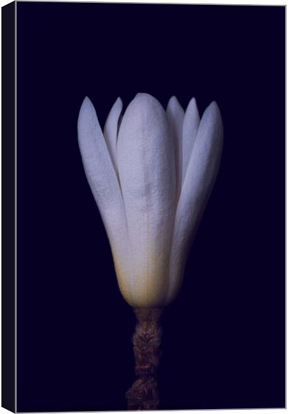 magnolia Canvas Print by Arnold Certa