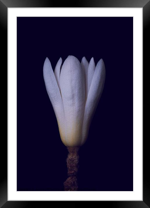 magnolia Framed Mounted Print by Arnold Certa