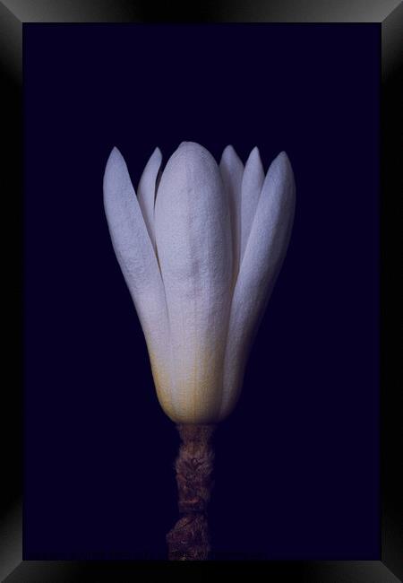 magnolia Framed Print by Arnold Certa