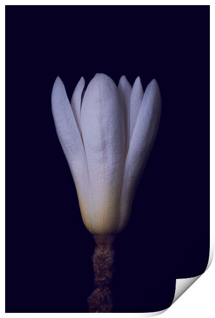 magnolia Print by Arnold Certa