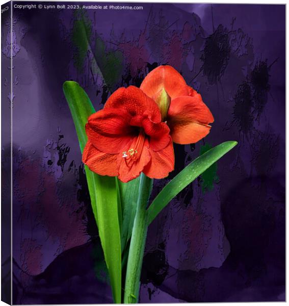 Amaryllis on Purple Canvas Print by Lynn Bolt