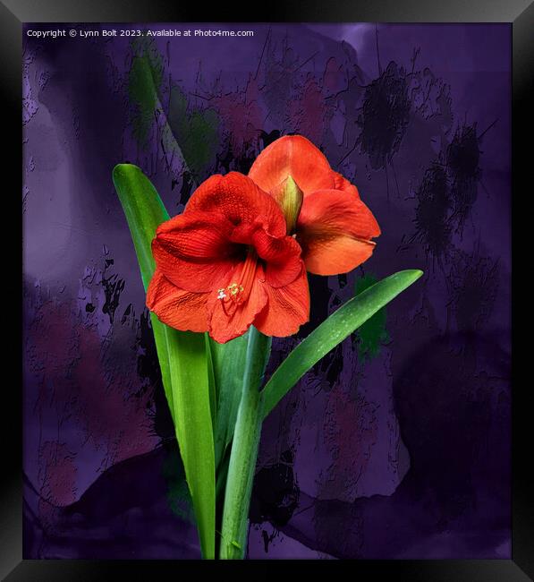 Amaryllis on Purple Framed Print by Lynn Bolt