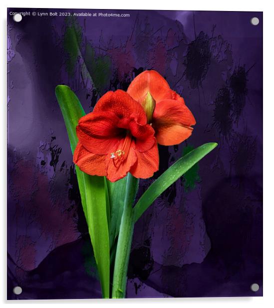 Amaryllis on Purple Acrylic by Lynn Bolt