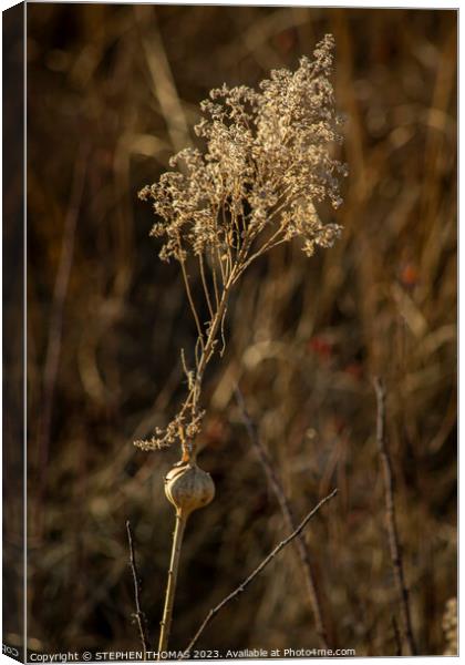 Dry Goldenrod With Gall Canvas Print by STEPHEN THOMAS