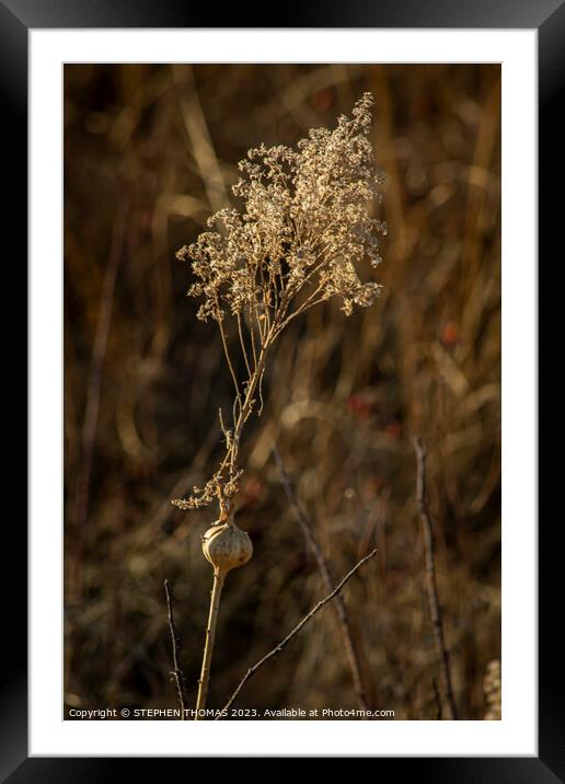 Dry Goldenrod With Gall Framed Mounted Print by STEPHEN THOMAS