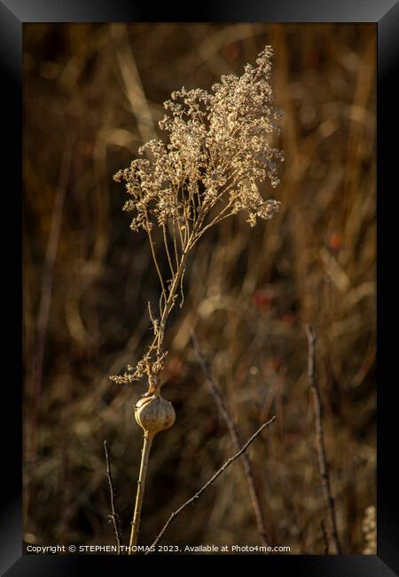 Dry Goldenrod With Gall Framed Print by STEPHEN THOMAS