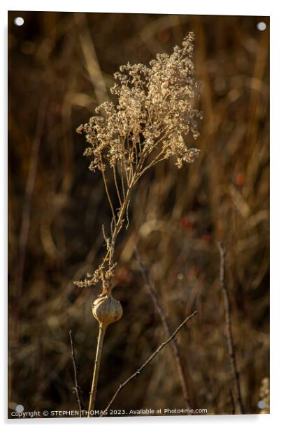Dry Goldenrod With Gall Acrylic by STEPHEN THOMAS