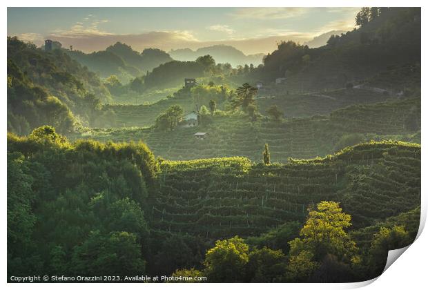 Prosecco Hills hogback. Vineyards at sunset. Veneto, Italy Print by Stefano Orazzini