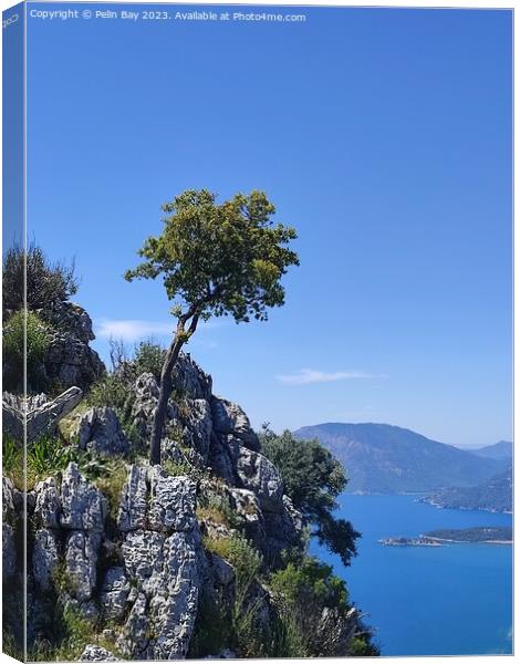 A tree on a mountain over looking dalyan in Turkey  Canvas Print by Pelin Bay