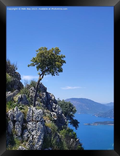 A tree on a mountain over looking dalyan in Turkey  Framed Print by Pelin Bay