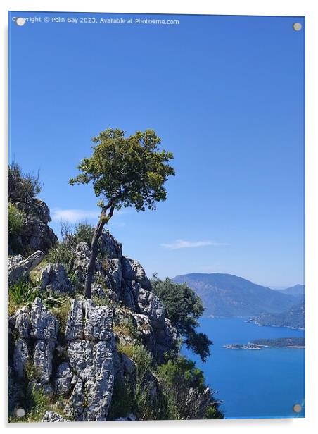 A tree on a mountain over looking dalyan in Turkey  Acrylic by Pelin Bay
