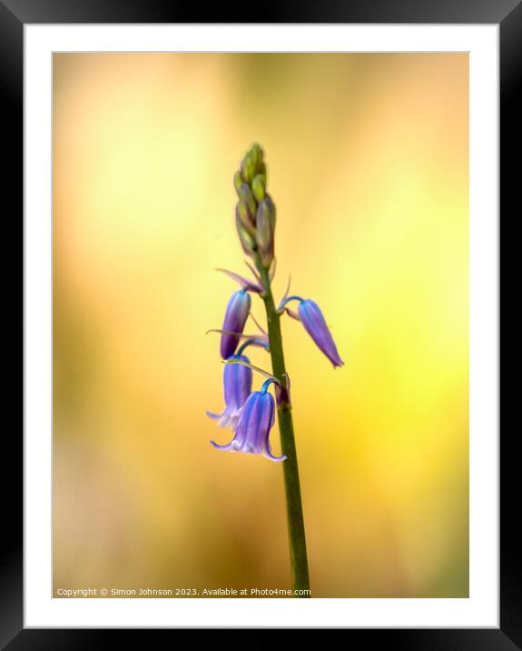 Juvenille bluiebell Framed Mounted Print by Simon Johnson