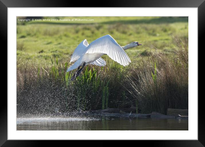 Flying into the morning sun Framed Mounted Print by Kevin White