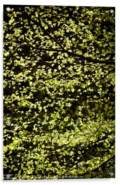 spring leaves Acrylic by Simon Johnson