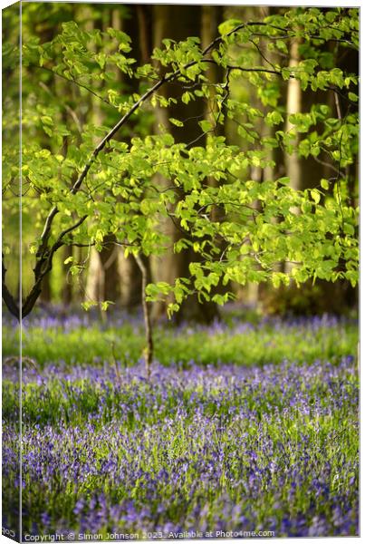 Spring leaves and bluebells Canvas Print by Simon Johnson