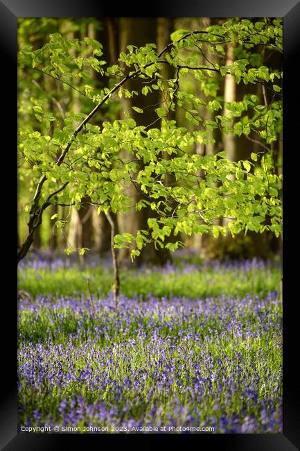 Spring leaves and bluebells Framed Print by Simon Johnson