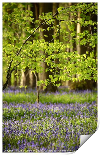 Spring leaves and bluebells Print by Simon Johnson