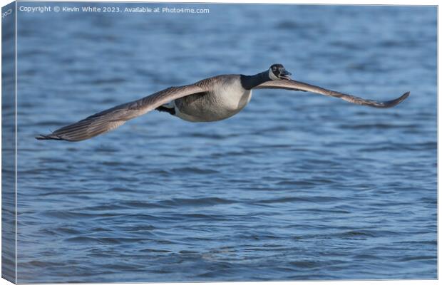 Canada goose gliding across the water Canvas Print by Kevin White