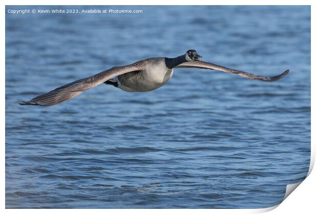 Canada goose gliding across the water Print by Kevin White