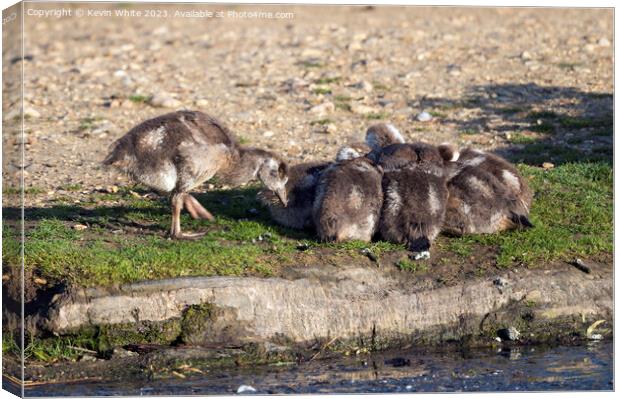 Goslings feels left out of the group Canvas Print by Kevin White