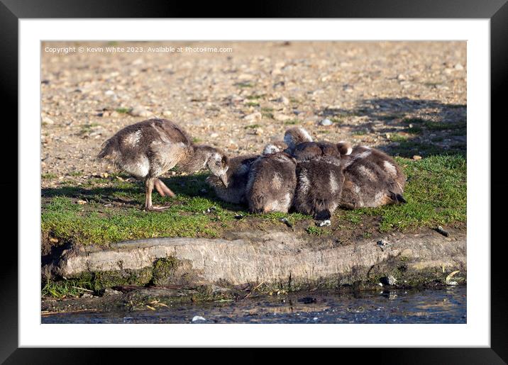 Goslings feels left out of the group Framed Mounted Print by Kevin White