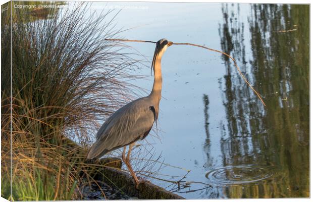 Grey Heron finds large stick for nest Canvas Print by Kevin White
