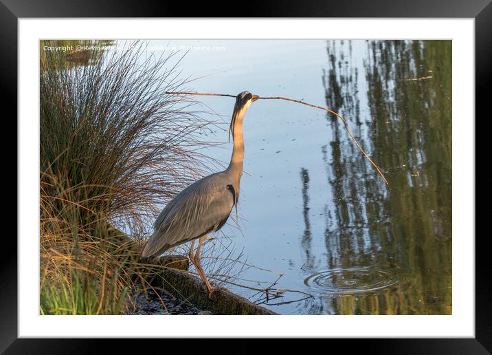 Grey Heron finds large stick for nest Framed Mounted Print by Kevin White
