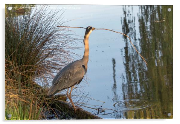 Grey Heron finds large stick for nest Acrylic by Kevin White