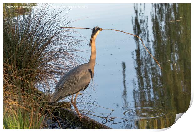 Grey Heron finds large stick for nest Print by Kevin White