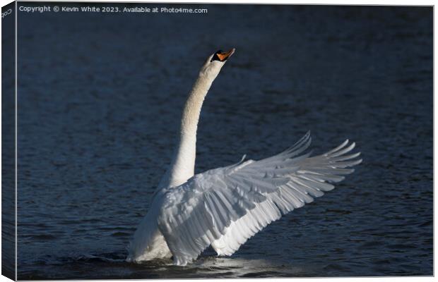Swan stretching up high Canvas Print by Kevin White
