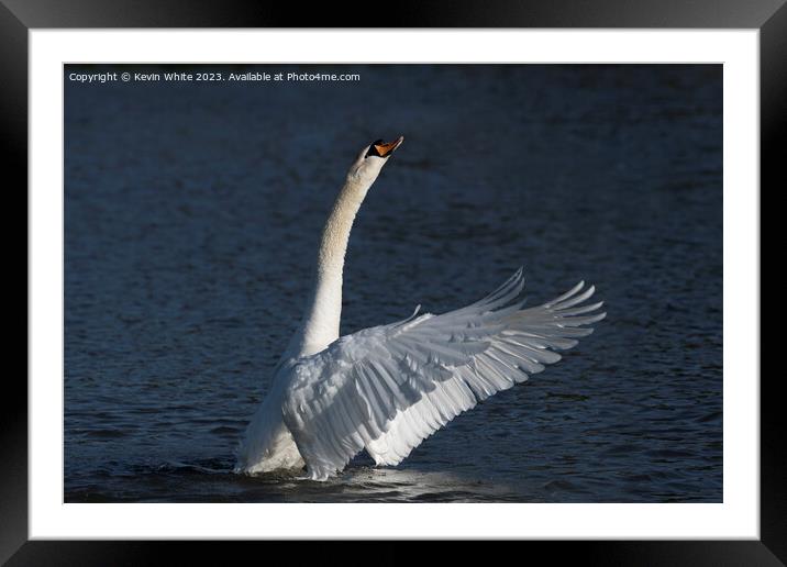 Swan stretching up high Framed Mounted Print by Kevin White