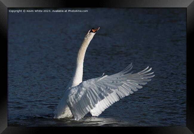 Swan stretching up high Framed Print by Kevin White