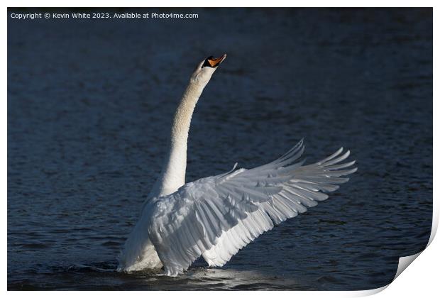 Swan stretching up high Print by Kevin White