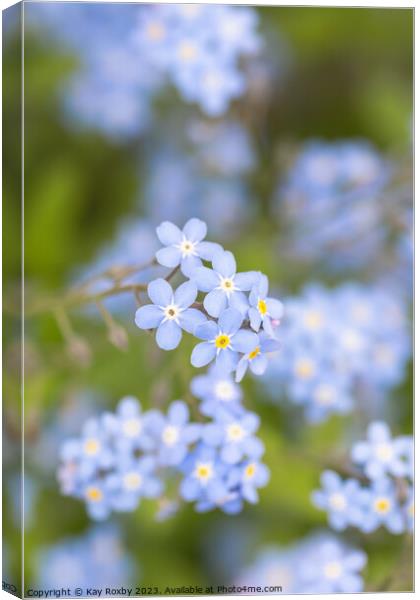 Forget me Nots Canvas Print by Kay Roxby