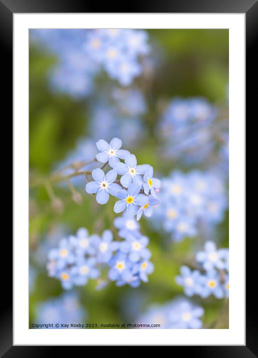 Forget me Nots Framed Mounted Print by Kay Roxby