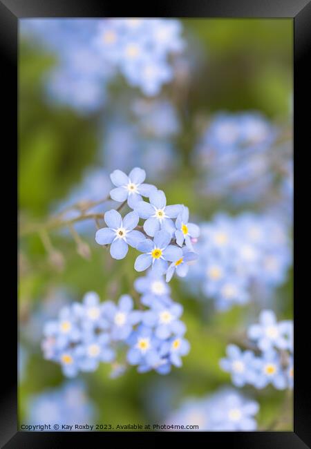 Forget me Nots Framed Print by Kay Roxby