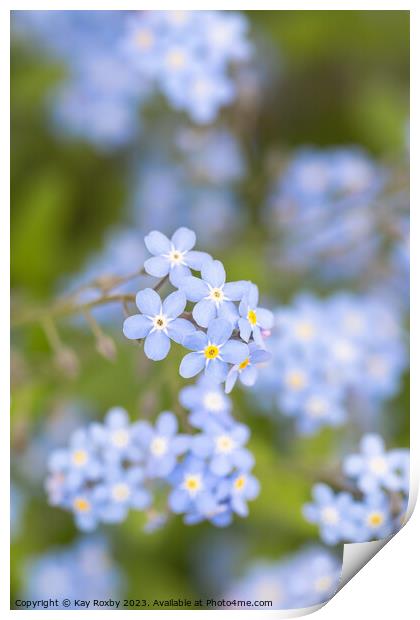 Forget me Nots Print by Kay Roxby