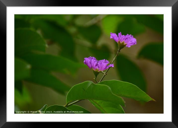 Purple Flower Framed Mounted Print by Manas Mistry