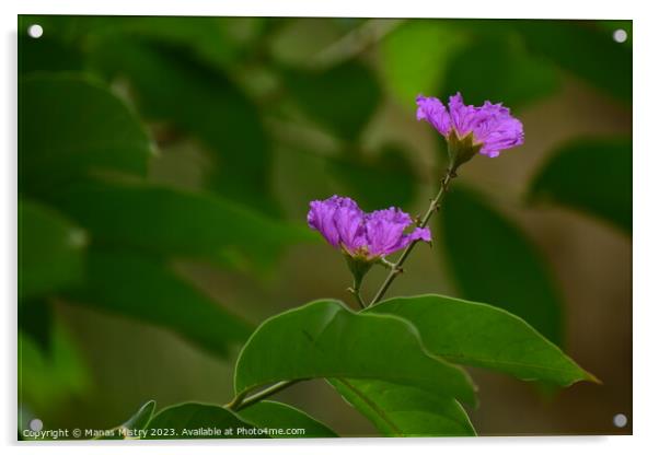 Purple Flower Acrylic by Manas Mistry
