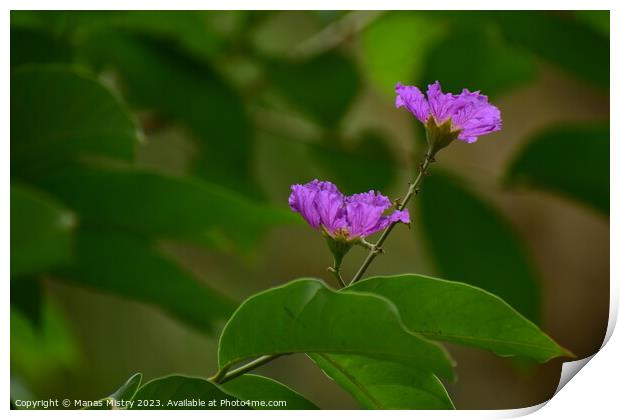 Purple Flower Print by Manas Mistry