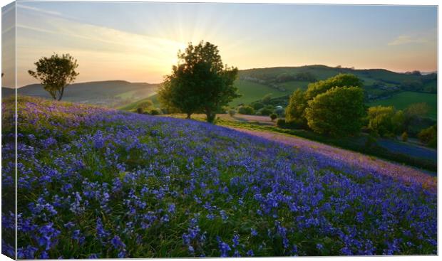Bluebells of Eype Down Canvas Print by David Neighbour