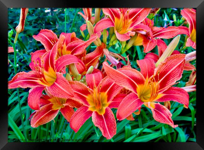 Pink lilies Framed Print by Stephanie Moore