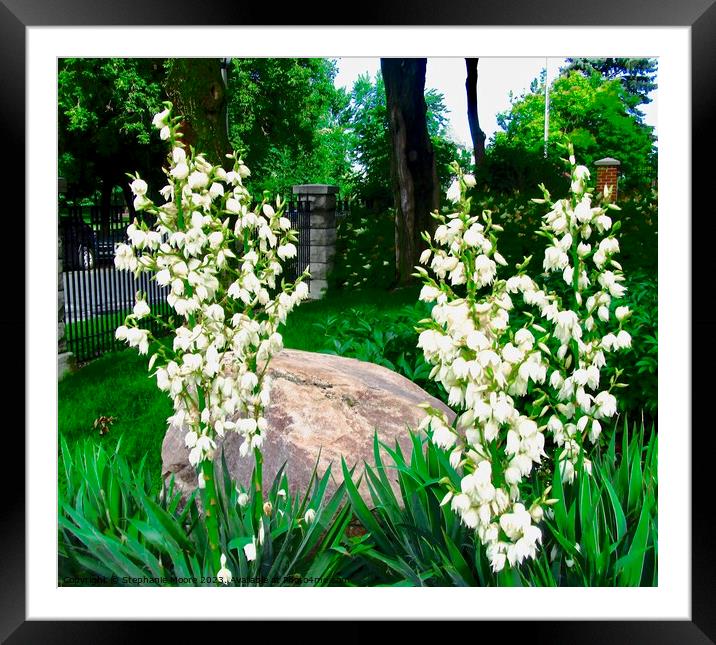 White flower in the garden Framed Mounted Print by Stephanie Moore