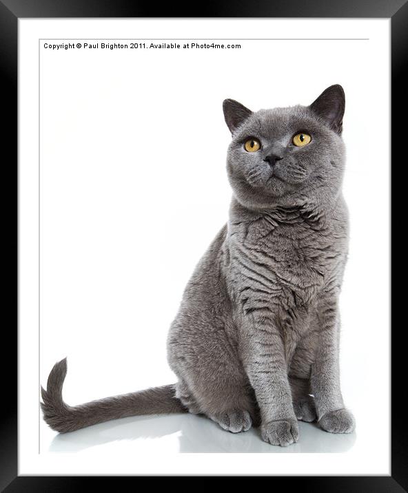 British Blue Shorthair Cat Framed Mounted Print by Paul Brighton