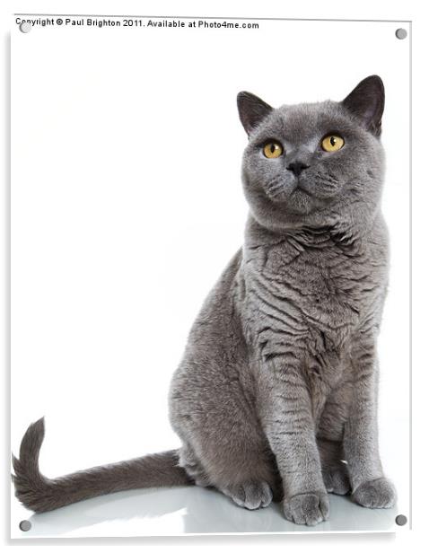 British Blue Shorthair Cat Acrylic by Paul Brighton