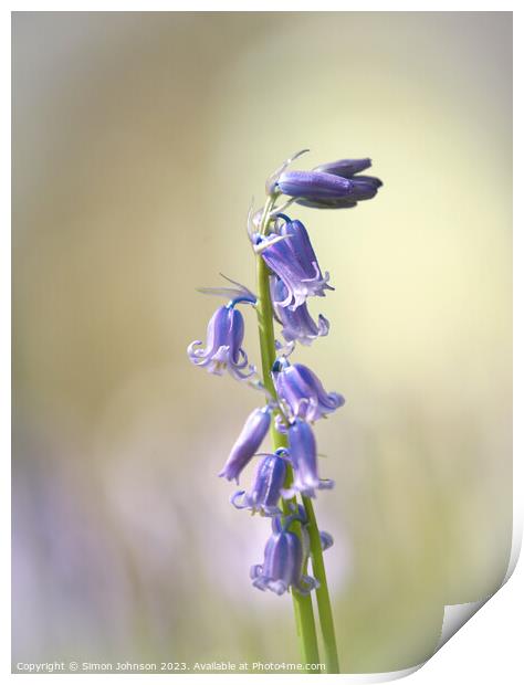 Bluebell flower Print by Simon Johnson